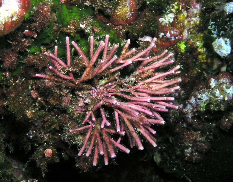 Trichleocarpa fragilis